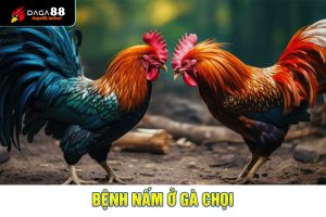 bệnh nấm ở gà chọi