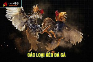 các loại kèo đá gà