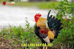 các loại vảy gà tốt