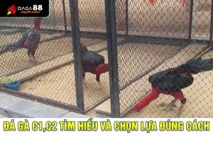 cách làm chuồng gà chọi