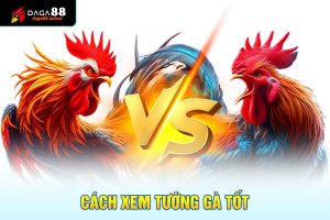 cách xem tướng gà tốt