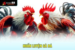huấn luyện gà đá