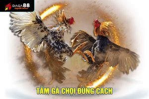 Tắm Gà Chọi Đúng Cách