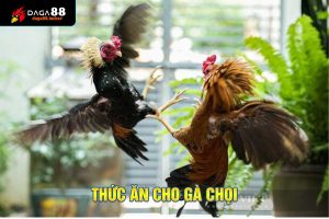 thức ăn cho gà chọi